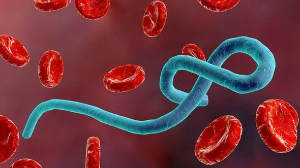 Epidemie de Ebola în Congo: 1.003 cazuri confirmate, 254 de decese și mii de persoane căutate de autorități