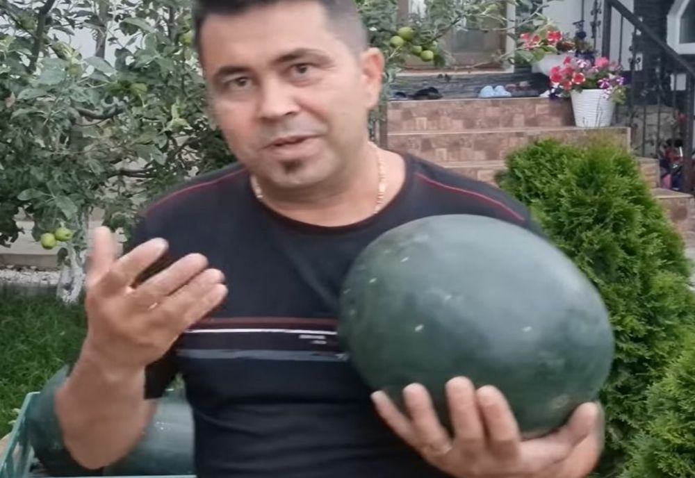 Cum să alegi cel mai bun pepene. 5 sfaturi de la un fermier - VIDEO