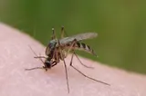 Alertă în Grecia: 110 cazuri de infectare cu virsul West Nile! 9 persoane au murit