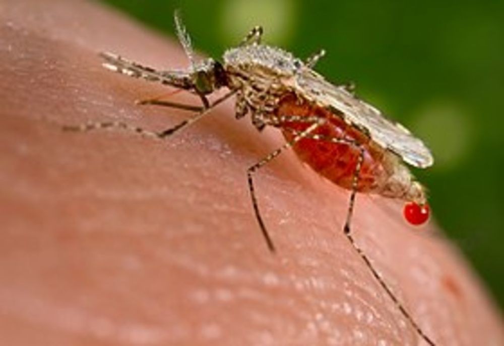 Ce este malaria și cum evităm să ne îmbolnăvim