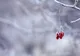 Vremea 17 ianuarie. Temperaturi ridicate, peste normalul perioadei
